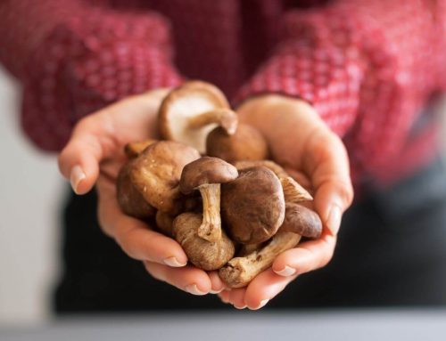 The Role of Mushrooms in Everyday Wellness