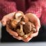 The Role of Mushrooms in Everyday Wellness