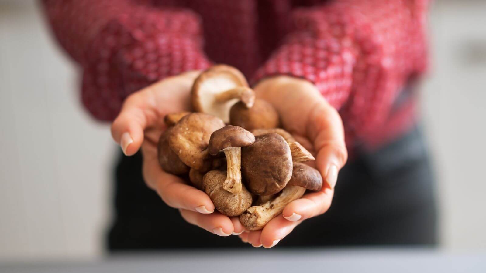 The Role of Mushrooms in Everyday Wellness